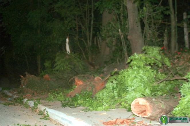 Tronco e galhos da rvore foram cortados pelo Corpo de Bombeiros - Foto: Quiririm News