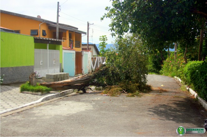 rvore est h trs dias ocupando metade da Avenida - Foto: Douglas Castilho/Quiririm News