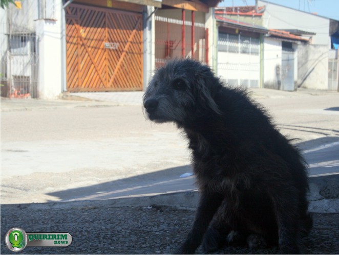 C�es de rua tamb�m receber�o os cuidados